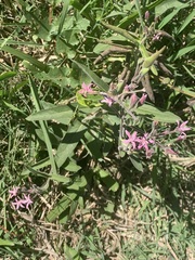 Oxypetalum solanoides