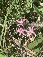 Oxypetalum solanoides