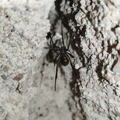 Latrodectus hesperus