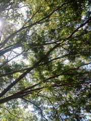 Chloroleucon mangense