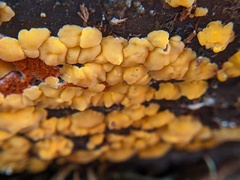 Dacrymyces corticioides
