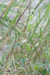 Funastrum