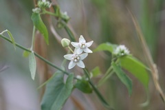 Funastrum