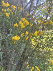 Calicotome spinosa