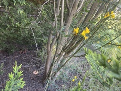 Calicotome spinosa