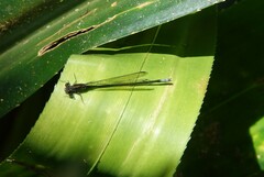 Pseudagrion