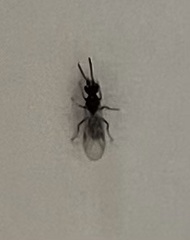 Aculeata
