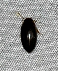 Copelatus chevrolati