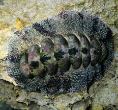 Acanthopleura gemmata