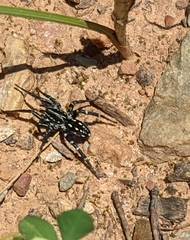 Nyssus albopunctatus