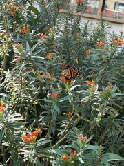 Danaus plexippus