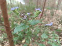 Praxelis clematidea