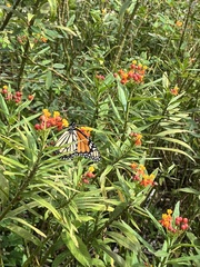 Danaus plexippus