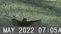 Empidonax