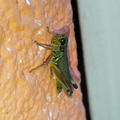 Phoetaliotes nebrascensis