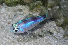 Nectamia
