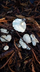 Albatrellus avellaneus