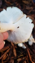 Albatrellus avellaneus