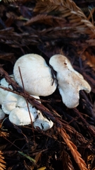 Albatrellus avellaneus