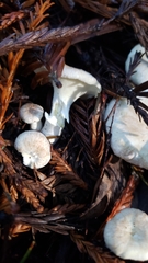 Albatrellus avellaneus