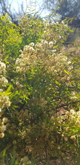 Acacia victoriae