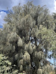 Allocasuarina verticillata