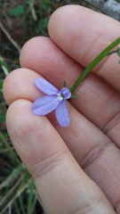 Lobelia trigonocaulis