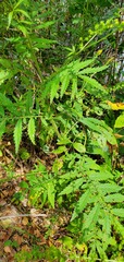 Agrimonia parviflora