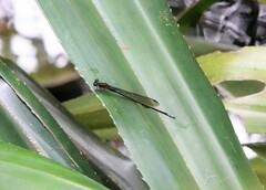 Pseudagrion
