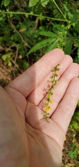 Agrimonia parviflora