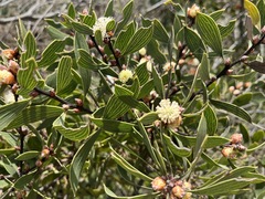 Hakea laevipes