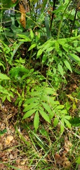 Agrimonia parviflora