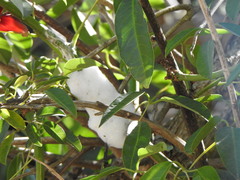 Cephisus siccifolius