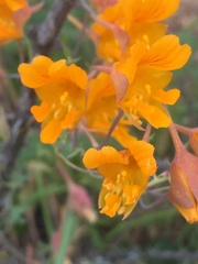 Tropaeolum