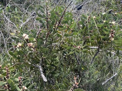 Hakea laevipes