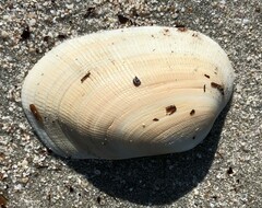 Venerupis galactites