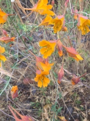 Tropaeolum