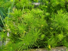 Cyperus prolifer