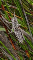 Adreppus fallax