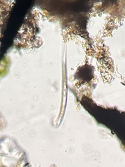 Nematoda