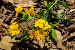 Lithospermum caroliniense