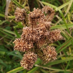 Eleusine coracana