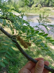 Gleditsia