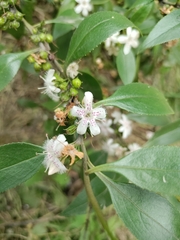 Myoporum petiolatum