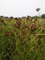 Eleusine coracana