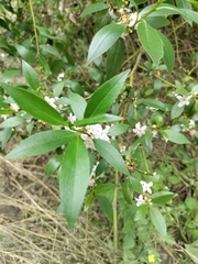 Myoporum petiolatum