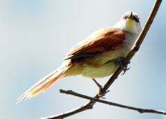 Certhiaxis cinnamomeus