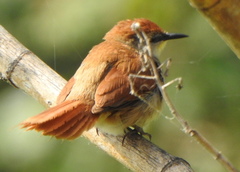 Certhiaxis cinnamomeus