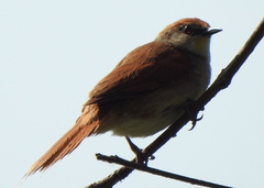 Certhiaxis cinnamomeus