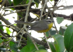 Basileuterus culicivorus